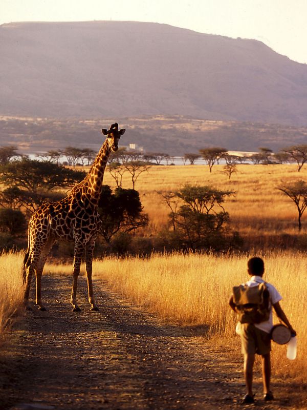 Beat the Drum (2003) David Hickson Synopsis, Characteristics, Moods